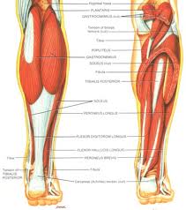 leg pain calf muscle